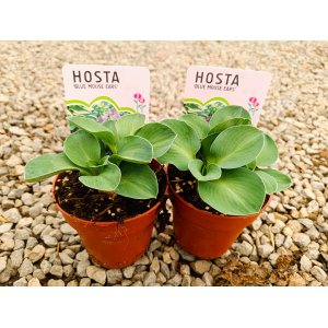 Funkia ( Hosta) ´BLUE MOUSE EARS´ - kont. P11